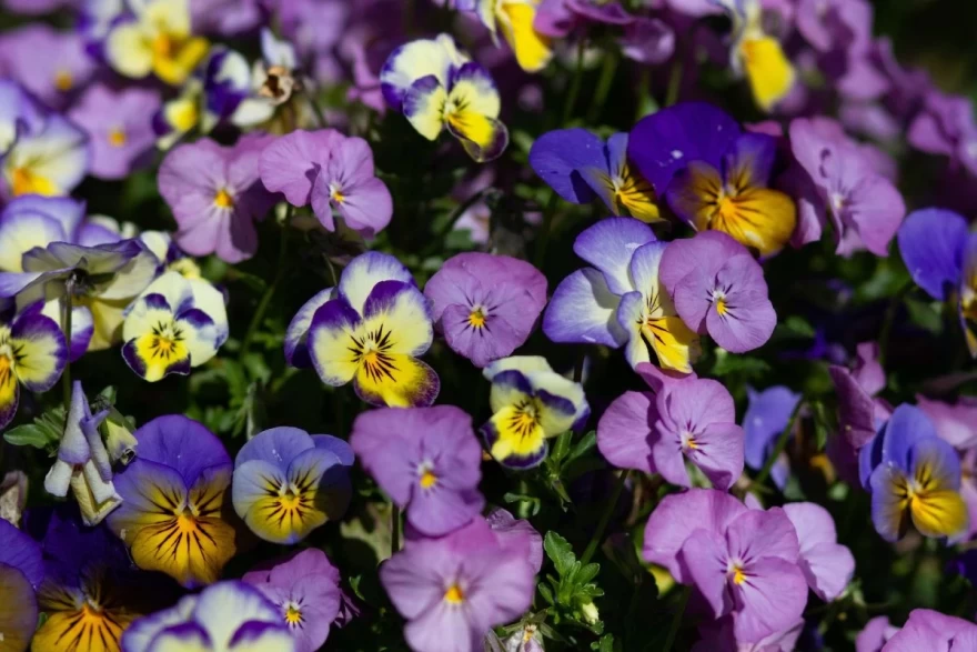 Πανσέδες φυτά για χειμώνα