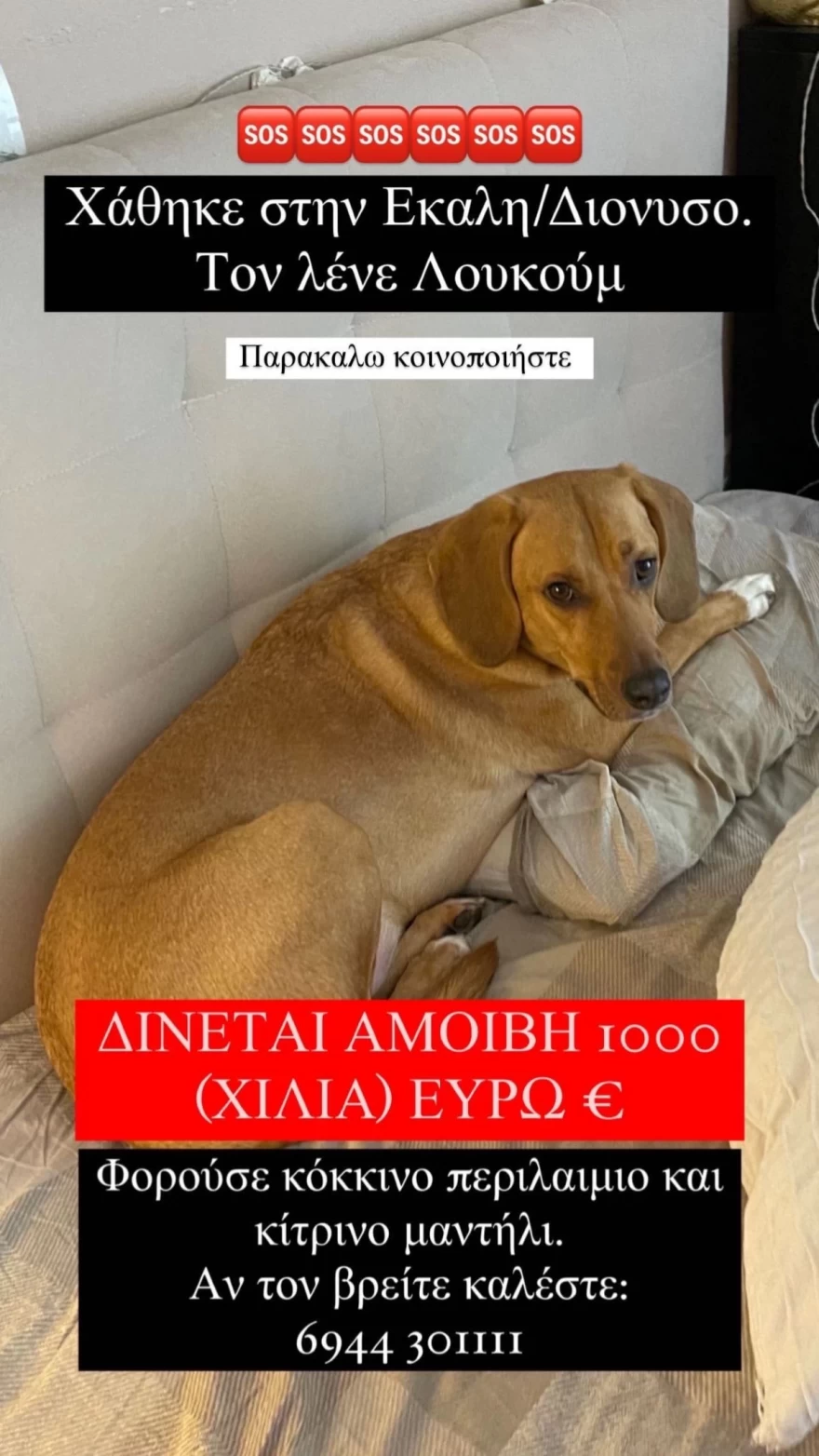 Σκύλος Light χάθηκε