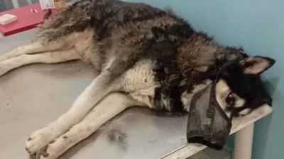 Αράχωβα: Κινείται νομικά πρώην παίκτης ριάλιτι και πρωταγωνιστής ερωτικών ταινιών κατά εκπομπής για την στοχοποίησή του για τη δολοφονία του χάσκι