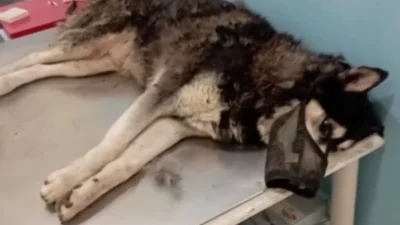 «Είμαι έξαλλη με τους κτηνιάτρους της περιφέρειας και την προσπάθεια συγκάλυψης...» - Η αποκάλυψη για το σκυλάκι που κακοποιήθηκε στην Αράχωβα