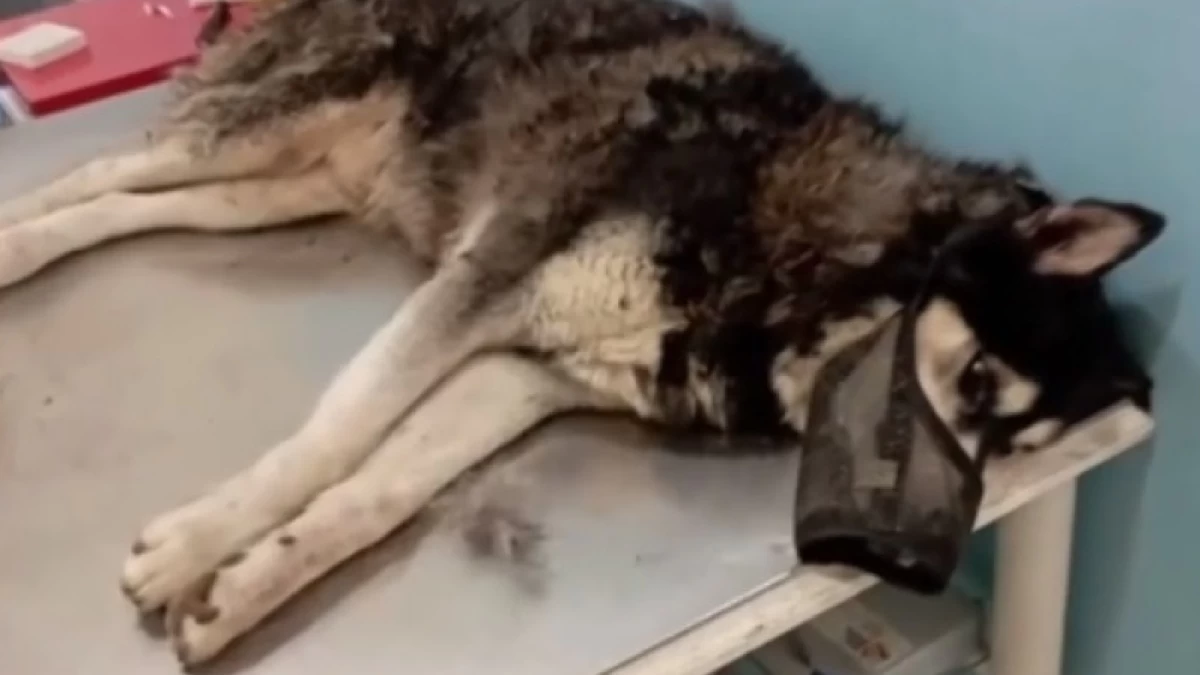 «Είμαι έξαλλη με τους κτηνιάτρους της περιφέρειας και την προσπάθεια συγκάλυψης...» - Η αποκάλυψη για το σκυλάκι που κακοποιήθηκε στην Αράχωβα