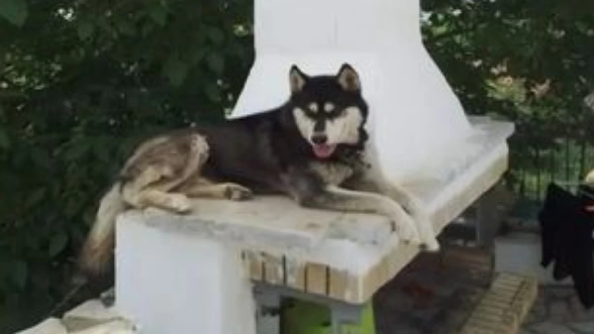 Αράχωβα: Η νέα έρευνα της ΕΛΑΣ για τον θάνατο του Oliver - Έπεσε θύμα αγέλης σκύλων;