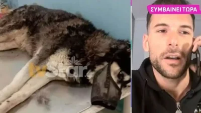 «Καλό είναι να μην ανακυκλώνουμε ψευδείς κατηγορίες! Νόμιζα ότι είναι αδέσποτος ή ότι...» - Το ξεκαθάρισμα του Παναγιώτη Κωνσταντινίδη για το χάσκι στην Αράχωβα