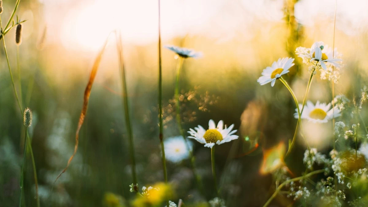 Πρωτομαγιά 2024: Μεταφέρεται η υποχρεωτική αργία - Πότε πέφτει