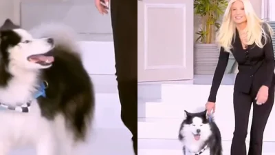 Φαίη Σκορδά: Η τραγική ιστορία που κρύβει πίσω του το σκυλάκι της - Ο θάνατος που ένωσε το χάσκι με την παρουσιάστρια