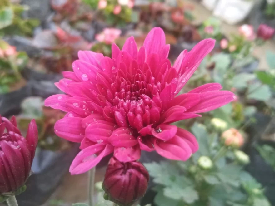 Chrysanthemum morifolium φυτό
