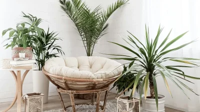 Γλώσσα της πεθεράς, Κρίνο της Ειρήνης: Αυτά είναι τα 10 πιο δημοφιλή φυτά εσωτερικού χώρου