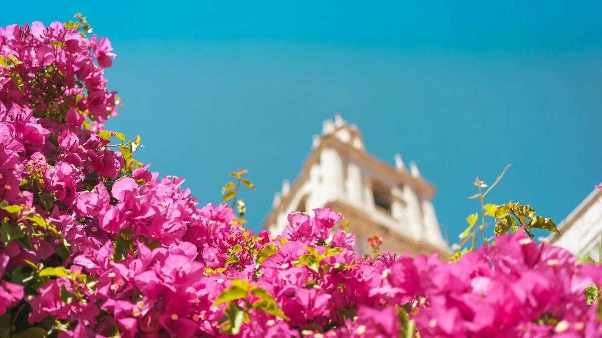 To φυτό που αντέχει στις ακραίες θερμοκρασίες του καλοκαιριού - Σύμφωνα με το Φενγκ Σούι φέρει καλοτυχία και "εξαφανίζει" την ένταση