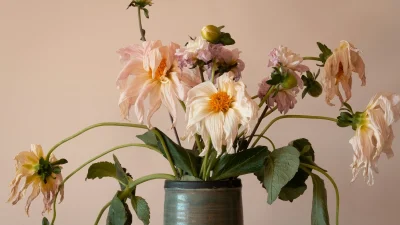 γλάστρα με φυτά