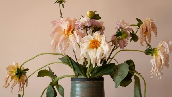 γλάστρα με φυτά