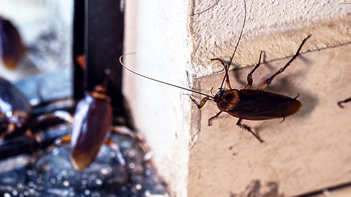 Τρομακτικό: 5 μέρη μέσα στο σπίτι που μπορεί να έχουν κάνει φωλιά οι κατσαρίδες