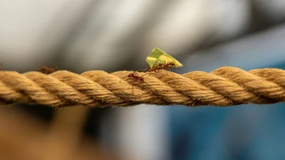Εξαφάνισε τα μυρμήγκια από το σπίτι και από τον κήπο με μαγειρική σόδα - Το μείγμα που θα τα εξοντώσει