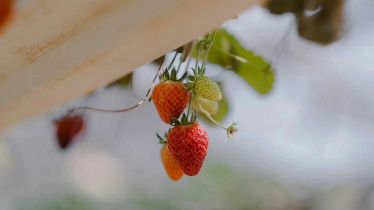 Φράουλες: Είναι πλέον πανάκριβες στα σούπερ μάρκετ - Πως να φυτέψεις μόνος σου στο μπαλκόνι του σπιτιού σου