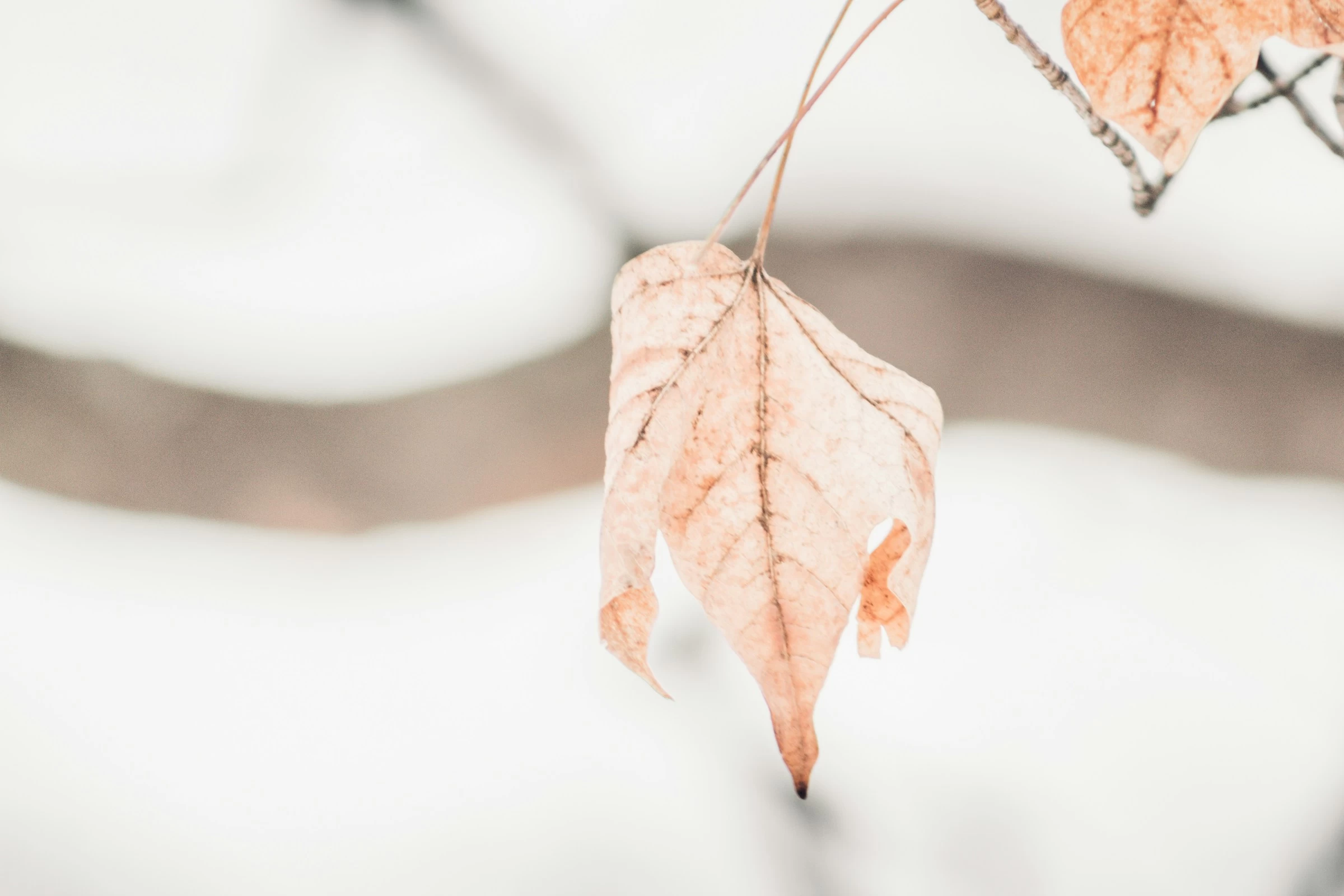 Προς Θεού, μην το πετάξετε: 8 τρόποι για να ζωντανέψετε ξανά το φυτό που σας μαράθηκε!