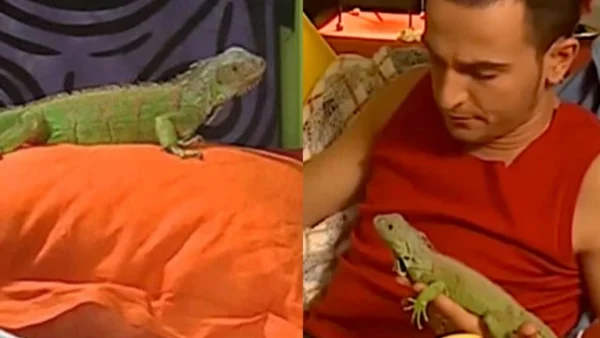 Είσαι το ταίρι μου: Γίνεται γνωστό 22 χρόνια μετά - Πως πέθανε «ο Μήτσος», το ιγκουάνα του Λάζαρου