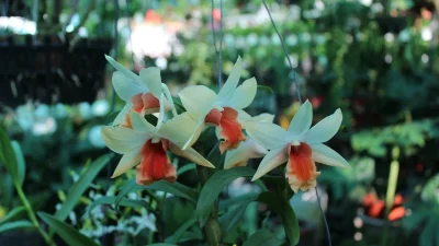 Μην τα αγοράσεις τώρα το καλοκαίρι: 4 φυτά ευαίσθητα στις υψηλές θερμοκρασίες - Καταστρέφονται από τον ήλιο