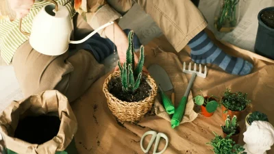 Τα 6+1 φυτά που σύμφωνα με το Feng Shui θα σου φέρουν χρήματα