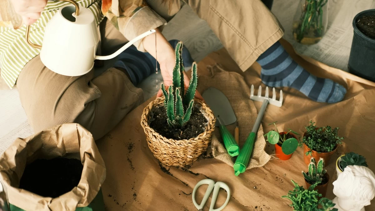 Τα 6+1 φυτά που σύμφωνα με το Feng Shui θα σου φέρουν χρήματα