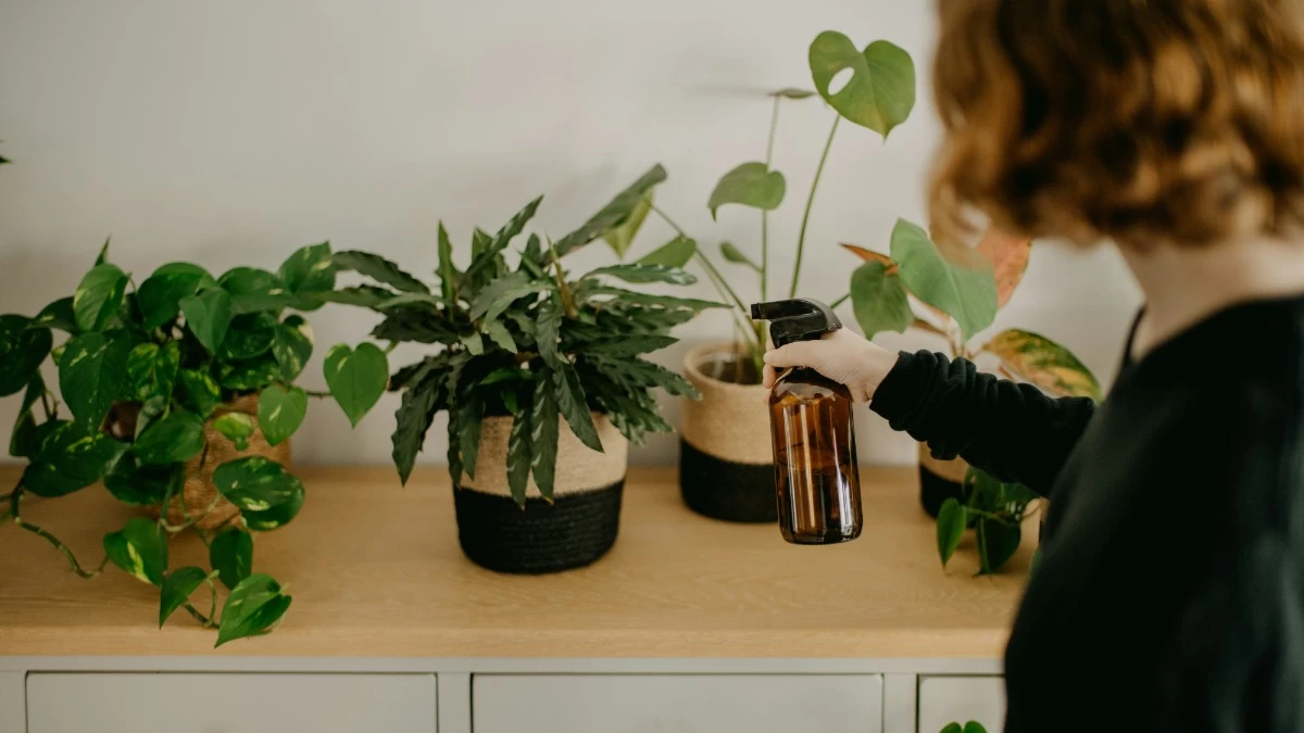 Αυτό είναι το φυτό που πρέπει όλοι να έχουμε σπίτι μας - Φέρνει γούρι και το λέει και το Feng Shui