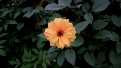 Ζώδια: Τι μας περιμένει σήμερα, Πέμπτη 26 Σεπτεμβρίου