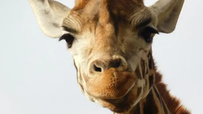 Ποια είναι τα 5 πιο άκαρδα ζώδια και τα 4 με ευαίσθητη προσωπικότητα