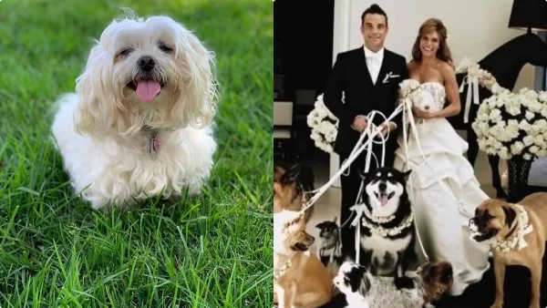 Ρόμπι Γουίλιαμς: Πέθαναν το ίδιο βράδυ τα 2 σκυλιά του - Σπάραξε σε ανάρτηση της η σύζυγός του