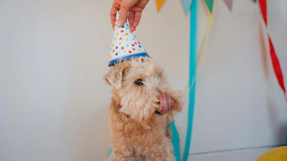 Ένα σκυλάκι που γιορτάζει