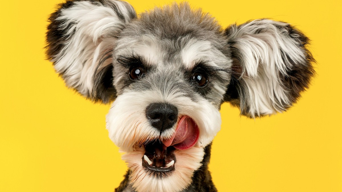 Ένα σκυλάκι