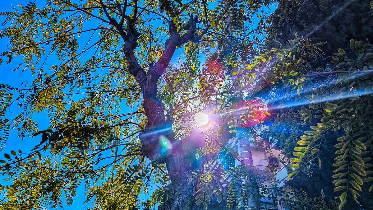 Ο καιρός πίσω από τα δέντρα