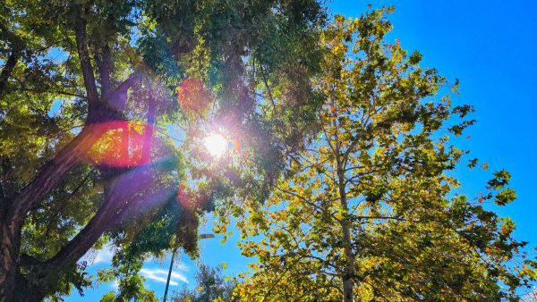 Η ήλιος πίσω από τα δέντρα