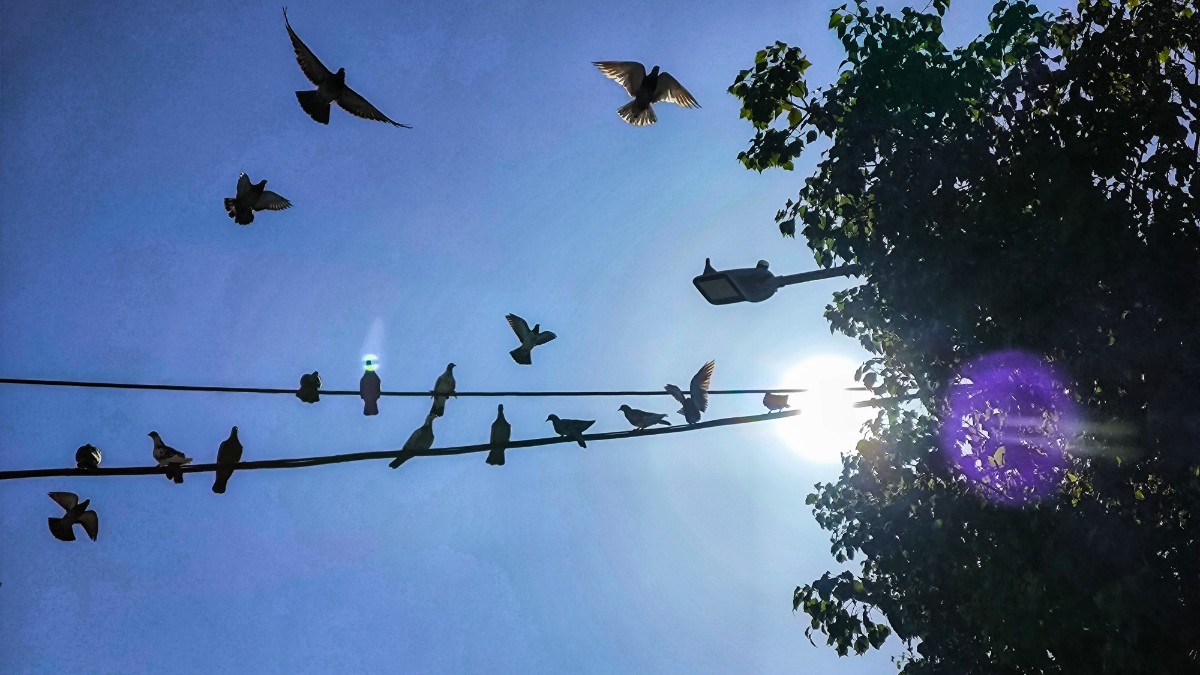 Καιρός με πουλιά