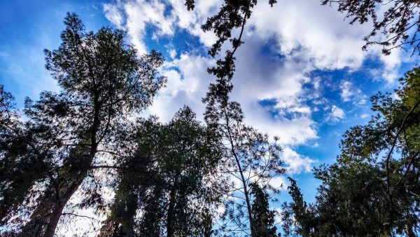 Ο ουρανός με σύννεφα και δέντρα