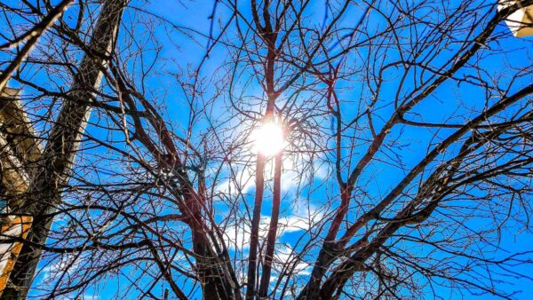 Καιρός με δέντρα