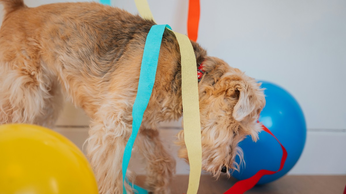 Ένας σκύλος σε party