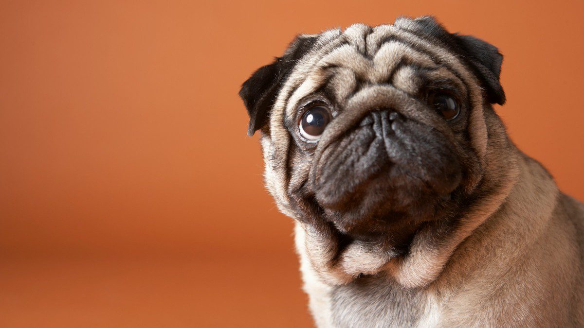 Ένα σκυλάκι που κοιτάζει με απορία