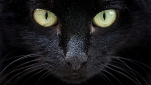 Μαύρη γάτα