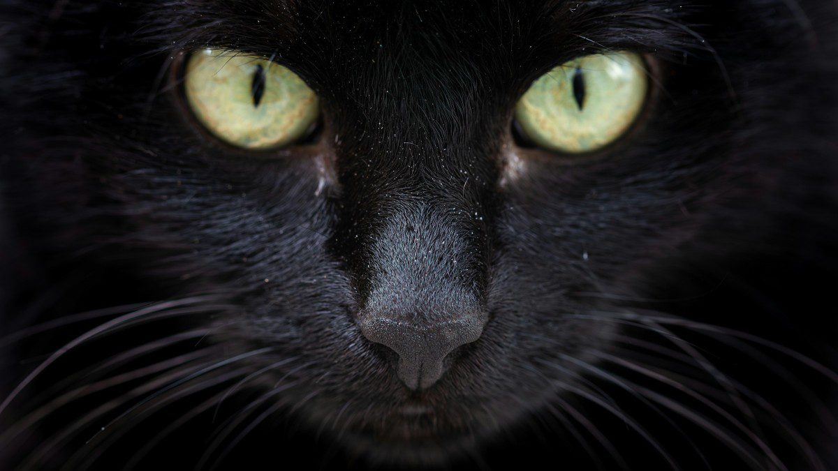 Μαύρη γάτα