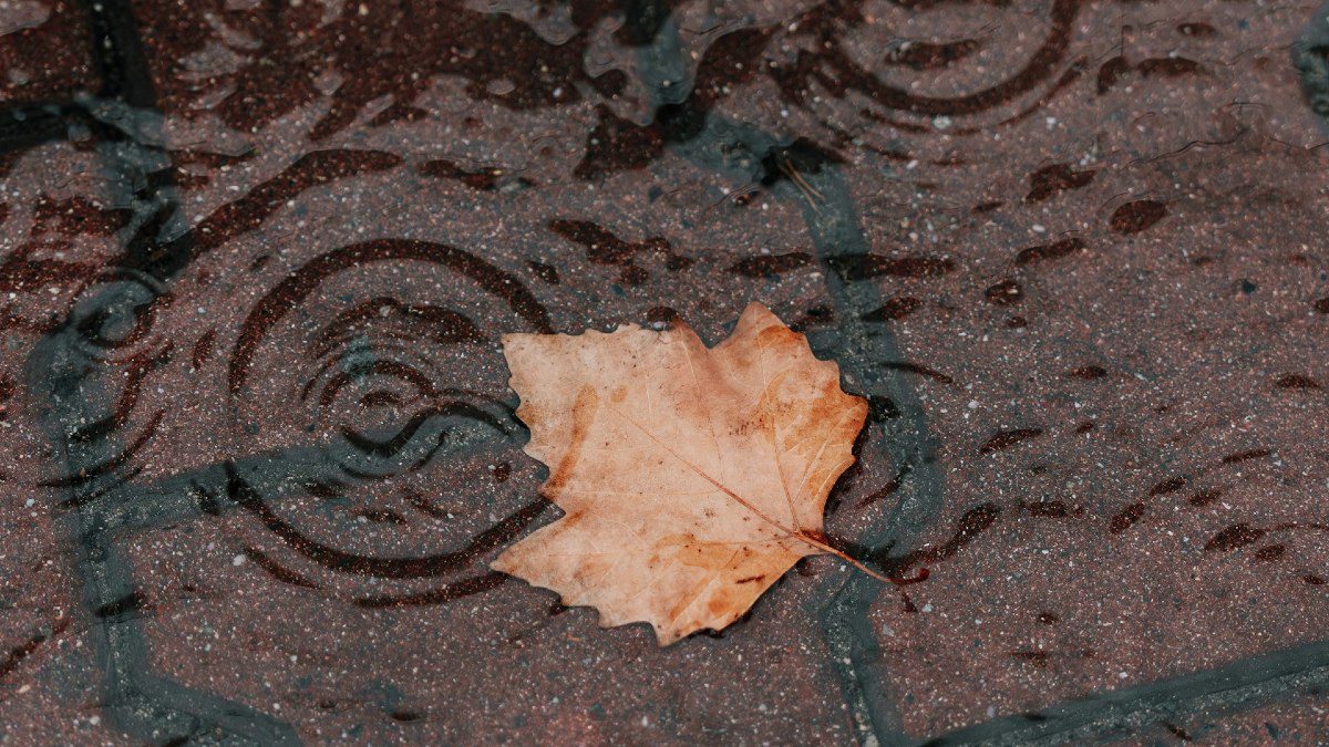 φύλλο στον δρόμο με βροχή