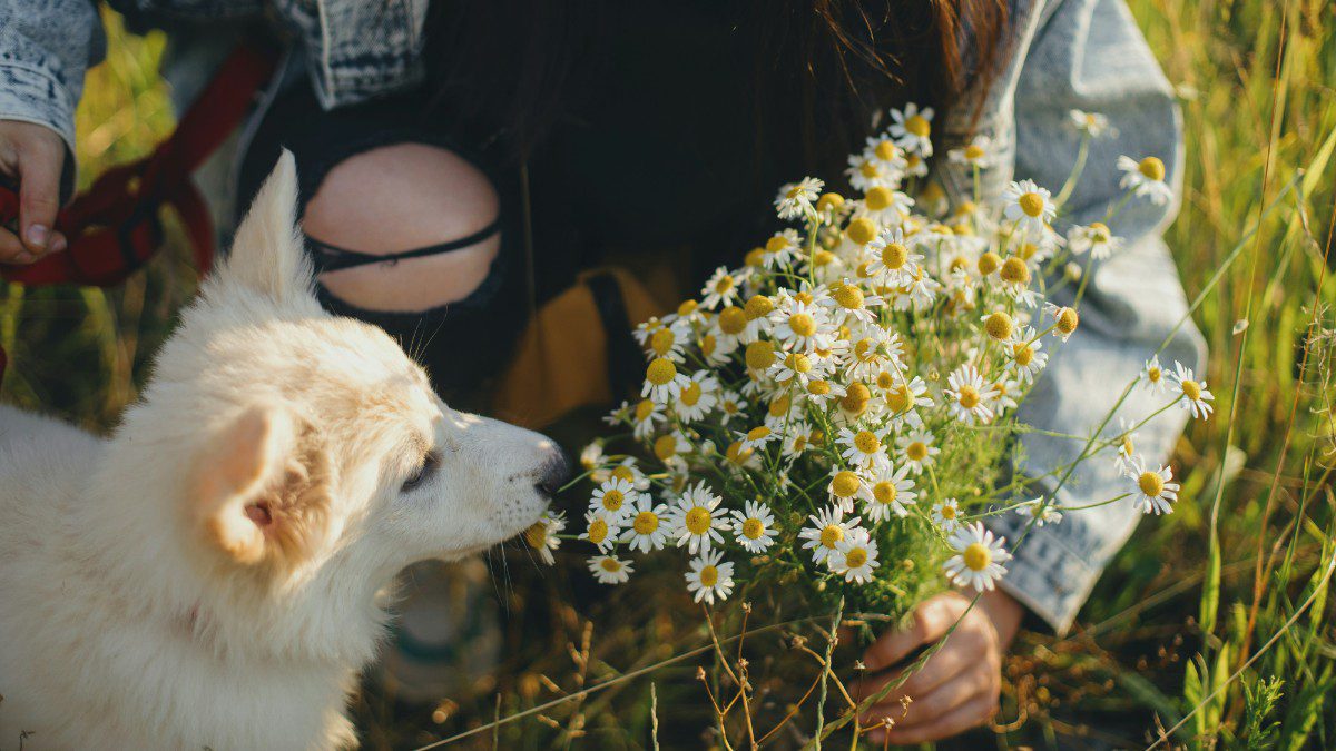 Σκύλος και λουλούδια