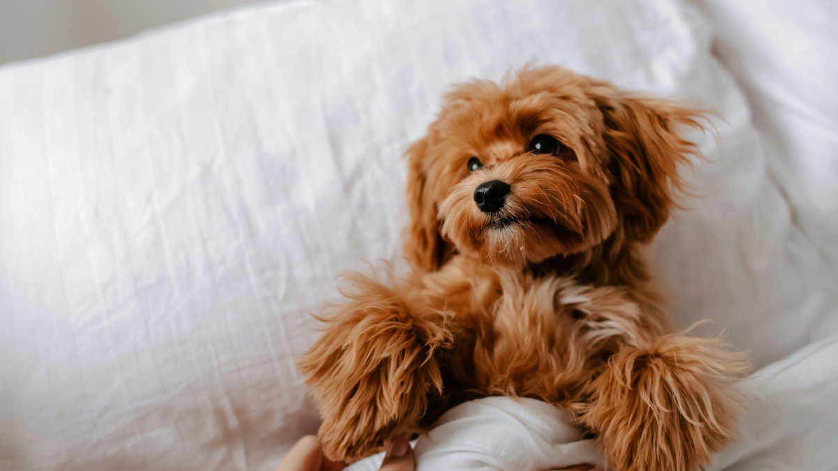 Εορτολόγιο