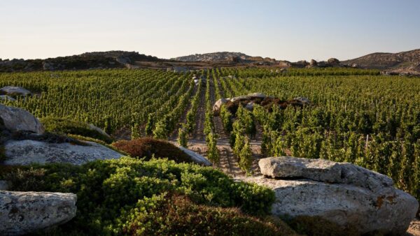 Το οινοποιείο που αναβαθμίζει την Ελλάδα στον παγκόσμιο οινικό χάρτη