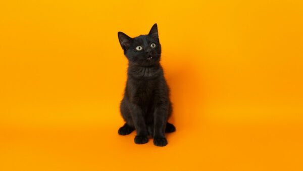 Μια μαύρη γάτα