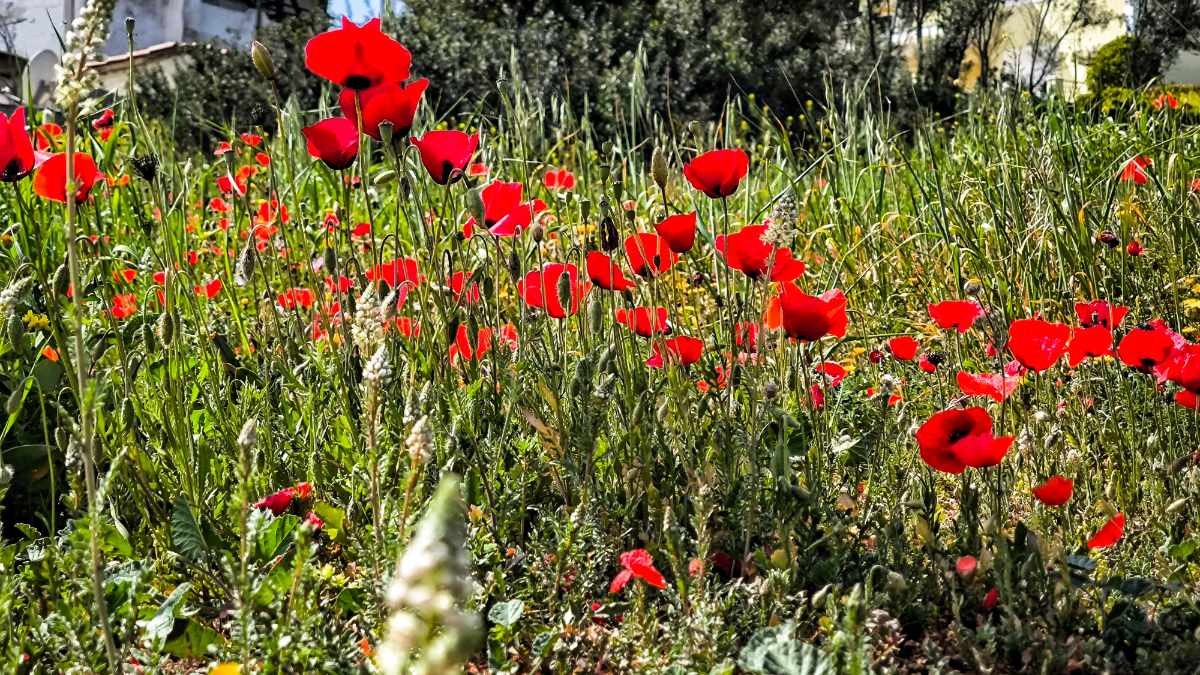 Πολλές κόκκινες παπαρούνες