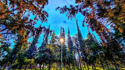 Ήλιος με δέντρα