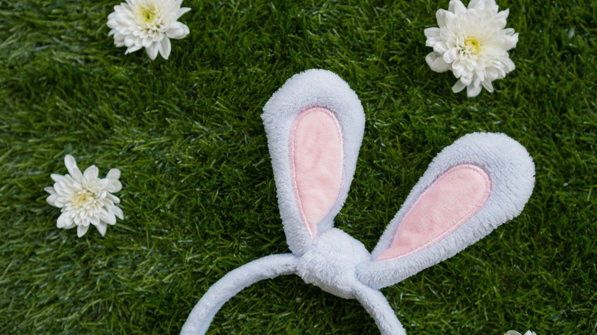 αυτιά λαγού στο γρασίδι με μαργαρίτες τριγύρω