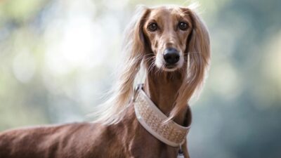 Μια Σκυλίτσα