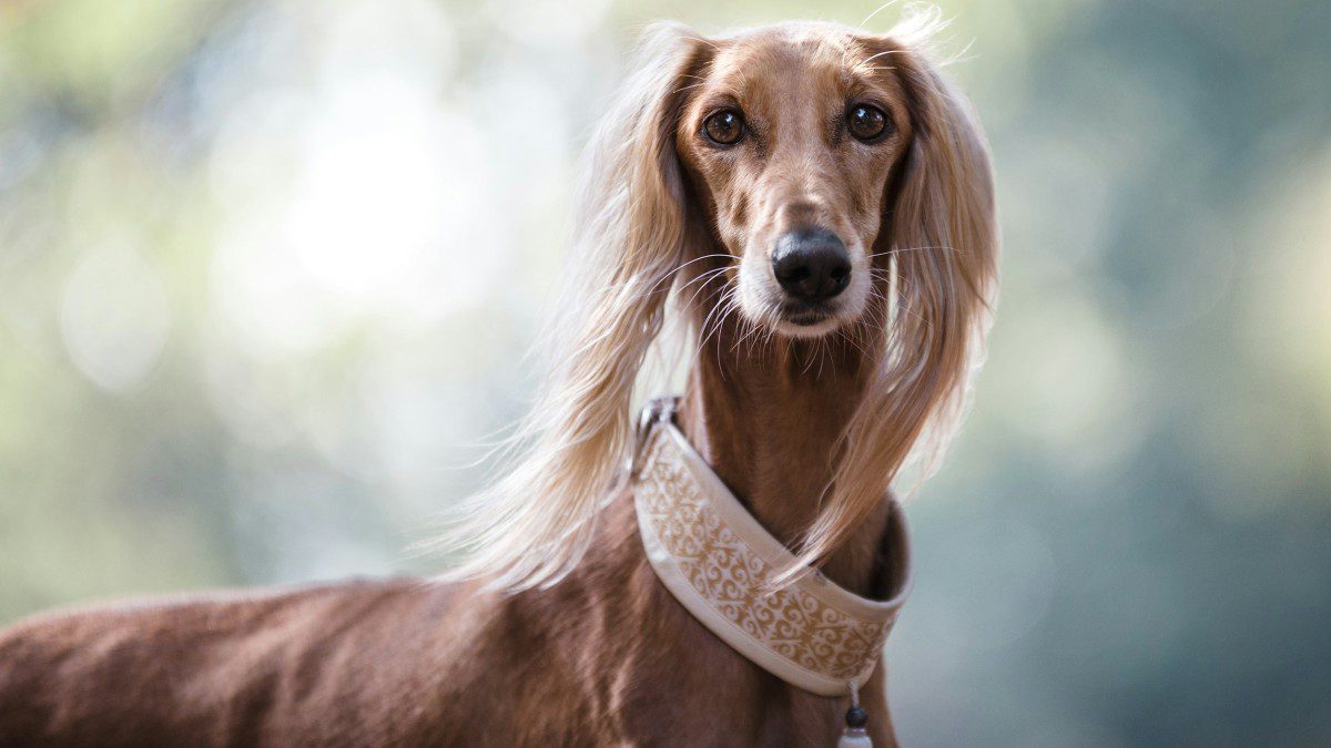 Μια Σκυλίτσα