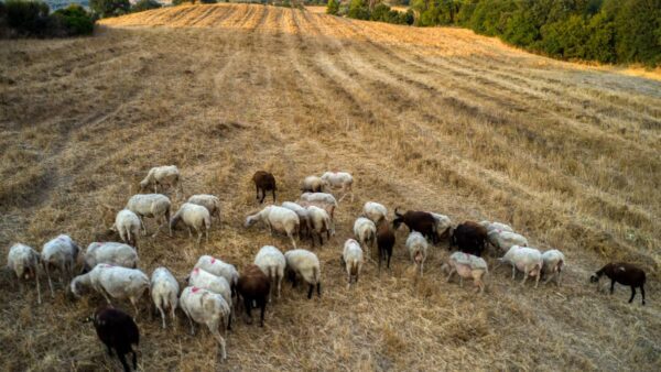 Αιγοπρόβατα