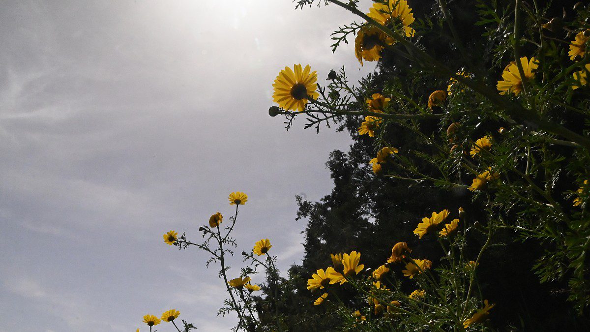 κίτρινα λουλούδια