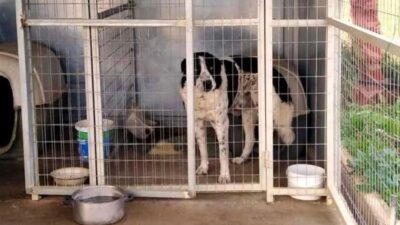 Σκύλος στο κορωπί